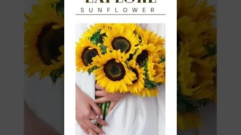 Explore Sunflower - Home Gardening 10 October 2023