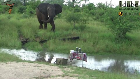 Elephant Takes On A Coffee Table