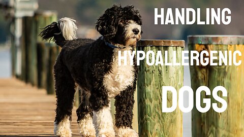 Handling Hypoallergenic Dogs
