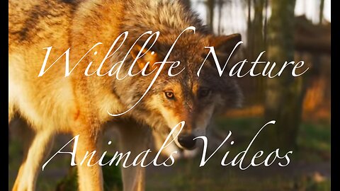 Wildlife - Free Nature animals Videos