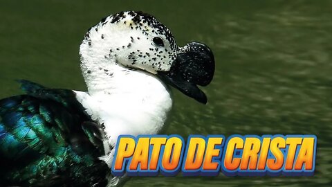 Pato de Crista - Uma das aves mais bonitas do Brasil