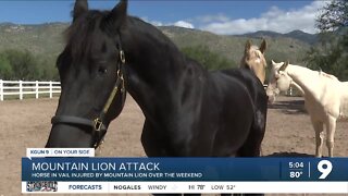 Resident near Saguaro National Park says a mountain lion attacked her horse