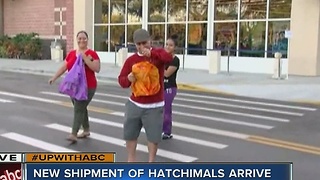 Hatchimal craze hits Bay Area