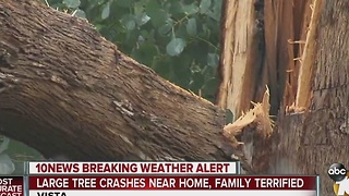 Strong wind sends tree crashing down in Vista yard, narrowly missing home