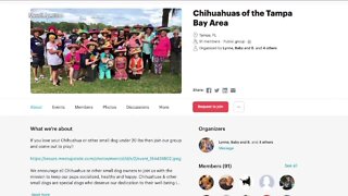 Tully’s Tails: Chihuahuas of the Tampa Bay area