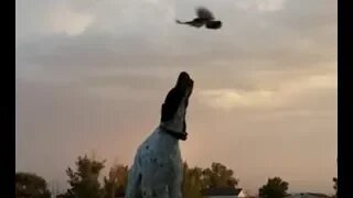 Bird Trying to Chase Dog Away from Nest