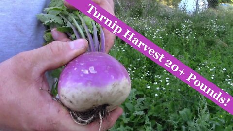 Turnip Harvest