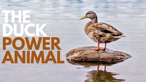 The Duck Power Animal