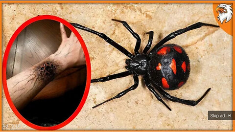 5 Most Dangerous And Venomous Spiders In The World