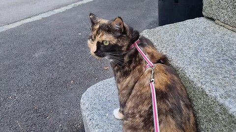 Pippa Cat checking out the neighborhood