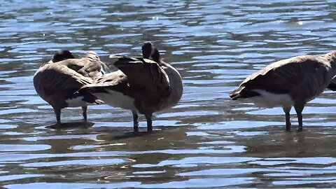 CatTV Triple Duck, just standing around doing nothing