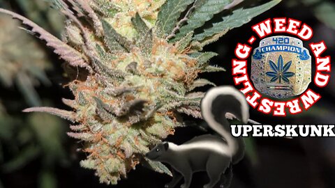 Cannabis Harvest: 'SuperSkunk' By S.O.S. Harvesting Marijuana September 16, 2022. Weed And Wrestling