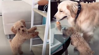 Golden Retriever helps puppy get her favorite toy