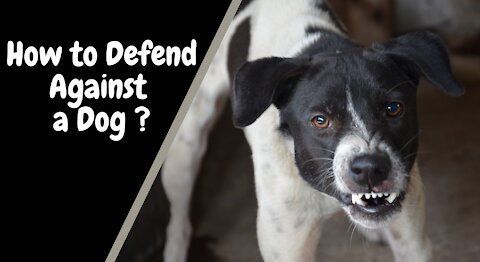 How to Defend Against a Dog ? Self Defense Against Dog Attack
