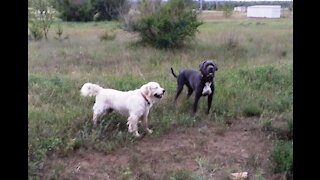 Golden Retriever and Сane Corso