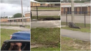 Un alligatore gigante di fronte a una scuola in Florida
