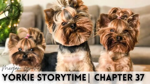 Yorkie Storytime Live | Chapter 37
