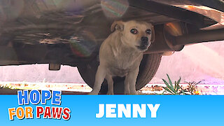 Saving Jenny - a homeless Chihuahua who just wanted to be loved. Please share.