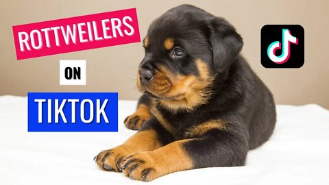 Rottweiler Compilation TikTok - Cutest Rotties 2022 #rottweiler #rottie #rottweilerpuppy