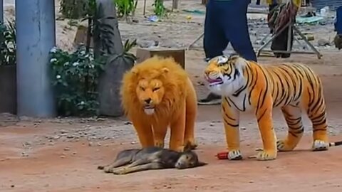 fake Lion and Fake Tiger Prank To dog Huge Box Prank I funniest animals videos