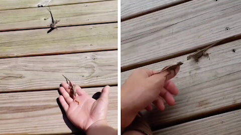 Man managed to tame the lizards on his porch