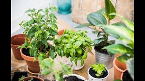 Easiest Houseplants For Beginners | My Top 5 Easiest Houseplants To Care For