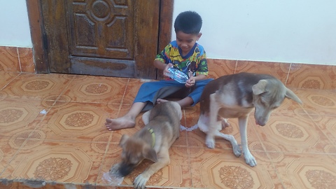 Boy play with two dog