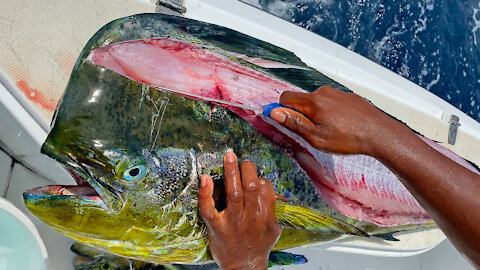 Cleaning Dolphin in Record Time!