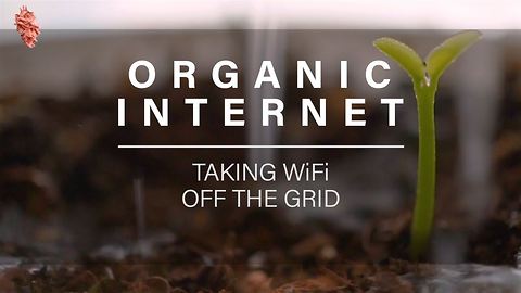 Plant Box Supplies Phones With Organic WiFi