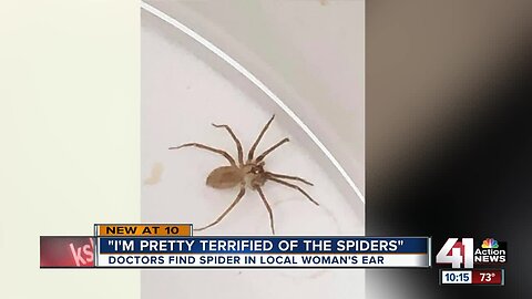 'I was grossed out': Doctors find brown recluse spider in woman's ear