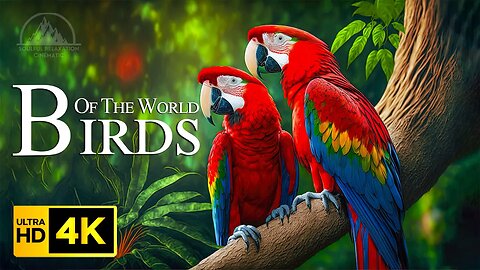Birds Of The World 4K - Beautiful Wildlife Film With Calming Music