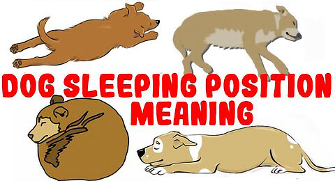 What Your Dog's Sleeping Position Reveals About Their Personality, Health and Character