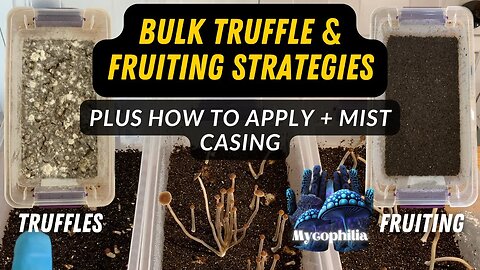 Bulk Grasslover Truffle & Fruiting Strategies, Plus How to Case and Mist (In-Depth). Mycology