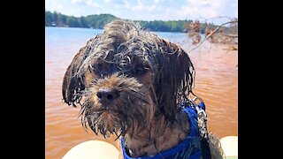 Chewbacca on the lake in a CraigCat Catamaran