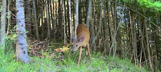 Young buck in the bush