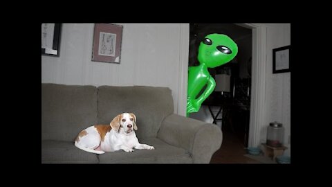 Dog Pranked with Alien