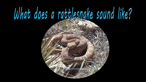 Do you know what a rattlesnake sounds like?