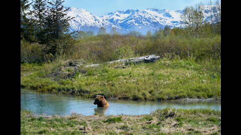 A wild Bear 🐼Trying to Catch Fish from Forest River