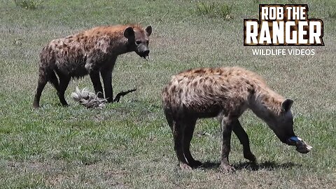 Hyenas Chewing Old Skin And Bones | Maasai Mara Safari | Zebra Plains