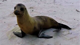 Annoyed bull sea lion tells tourist with camera to scram