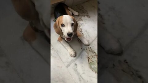 CUTE BEAGLE EATING #SHORTS #BEAGLE #LINKINTHEDESCRIPTION