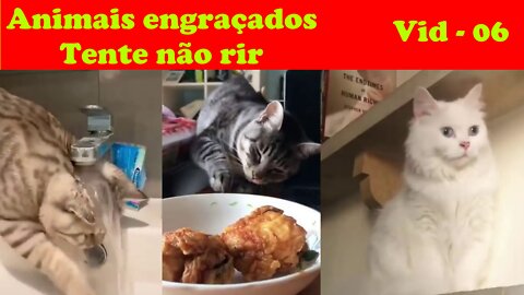 Animais engraçados Tente não rir Vídeo 06