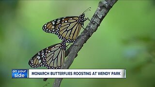 You will soon see monarchs invading the shores of Lake Erie