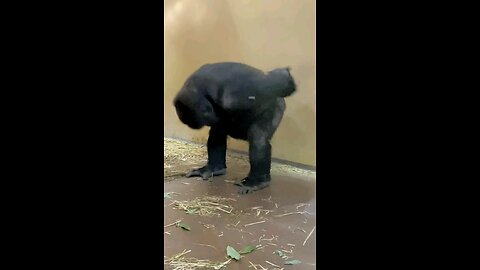 Captivating Dancing Monkey Delights Viewers | He or may be she got some moves 🤪🤪