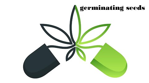 Two simple ways to germinate Cannabis seeds