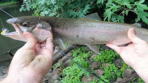 Skamania Summer Steelhead Fishing & Skamania Fishing Tips / How To Catch Summer Run Rainbow Trout