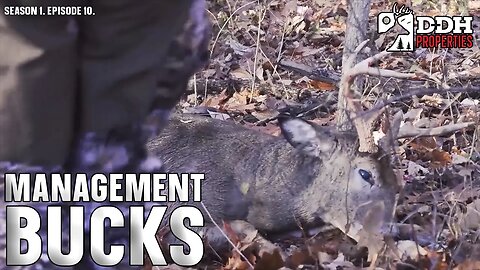 Managing Bucks at a Top Deer Hunting Property | DDH Properties