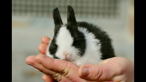 TOP 6 ADVANTAGES OF HAVING A PET RABBIT