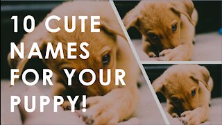 Top 10 Most Popular cute Dog & Puppy Names