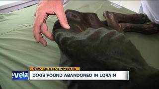 "These dogs were basically just starved," two dogs left for dead in Lorain County